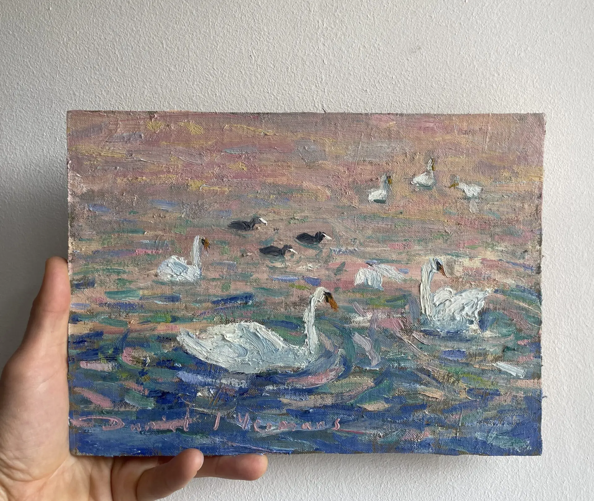 Swans and sunset reflections